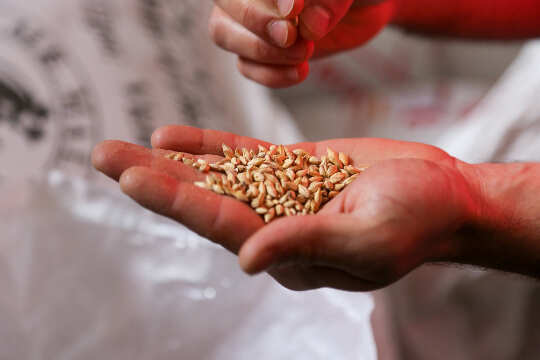 Sprouting the Seeds of Greatness: The Saint Next Door an open hand full of seeds