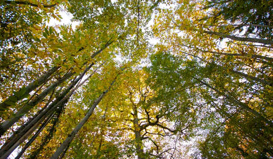 Why Not Make Paper Out Of Something Other Than Trees? Why Not Make Paper Out Of Something Other Than Trees?