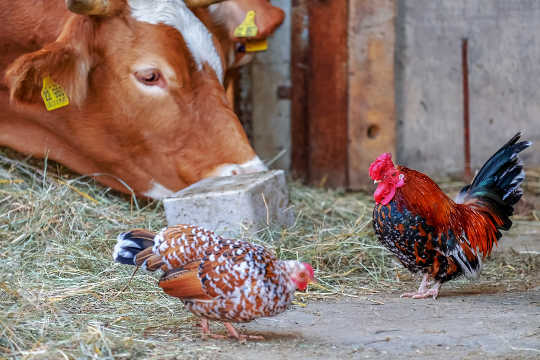 Why Pushing Chicken Doesn’t Get People To Eat Less Beef Why Pushing Chicken Doesn’t Get People To Eat Less Beef
