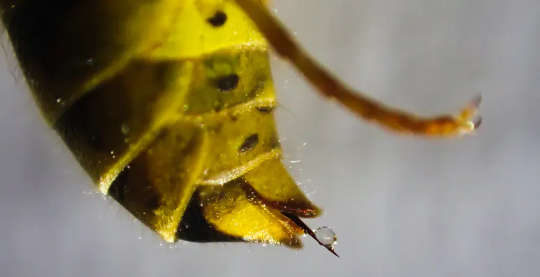 Wasp venom is a promising medical research avenue. Wasp venom is a promising medical research avenue.
