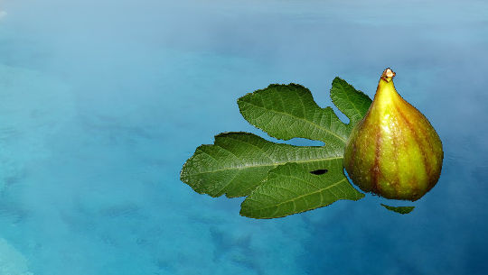 The Floating Fig Miracle a fig on a fig leaf floating on water
