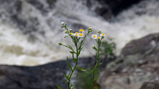 Horoscope Week: July 26 - August 1, 2021 chamomile plants in bloom