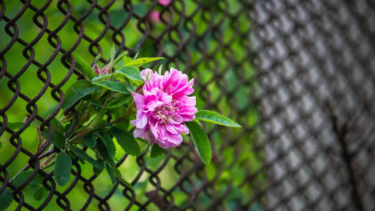 So Many Questions... So Many Answers? Flower growing through a chain-link fence