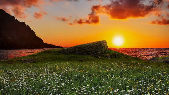 Horoscope Week: November 8 - 14, 2021 flowers in a meadow in front of the ocean with a sun on the horizon