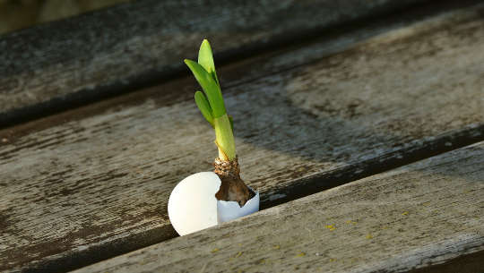 Two Different Takes on Hope -- One Way Forward an onion growing from an egg shell in the sidewalk cracks