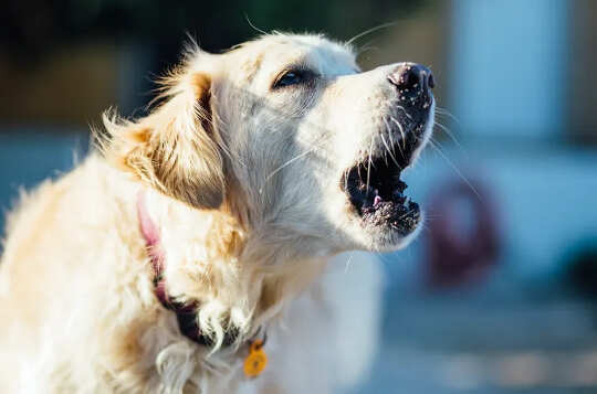 When Dogs Bark, Are They Using Words To Communicate? When Dogs Bark, Are They Using Words To Communicate?