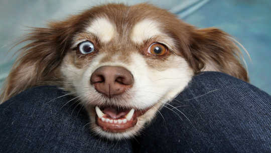 How Small House Noises Really Stress Out Your Dog small noises stress dogs