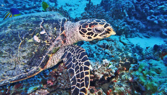 How Human Activity Effects Marine Species Over Time How Human Activity Effects Marine Species Over Time