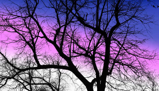 A Tree in Winter is Still A Tree a hardwood tree in winter with a purple sky in the background