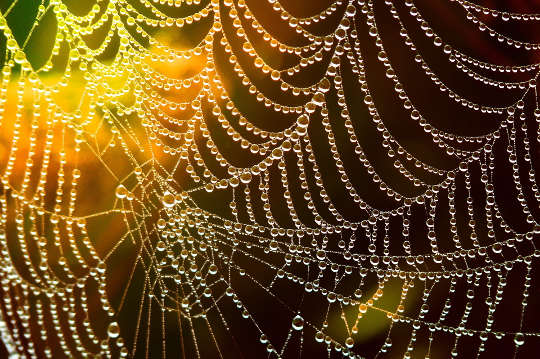 Today's Inspiration: November 3, 2022 a spider web covered with dew drops in the morning light