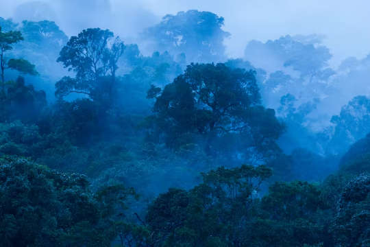 Forests in the Tropics Are Critical for Tackling Climate Change forests in the tropics are critical for tackling climate change
