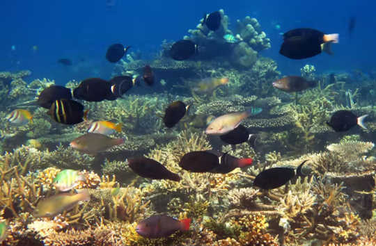Why Coral Reefs May Be Gone At 1.5°c Of Global Warming corral reefs climate change 2 3