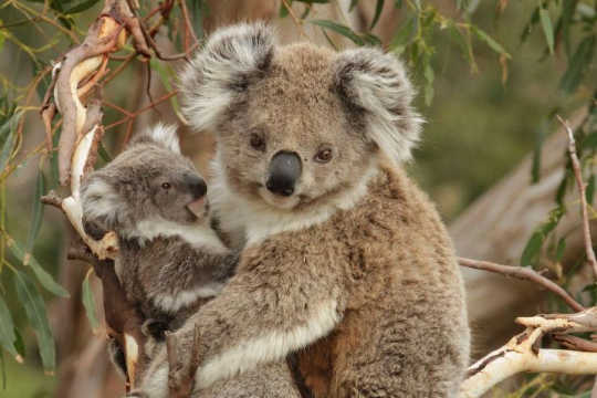 Do People Have More Empathy For Animals Or Humans? empathy for others 4 22