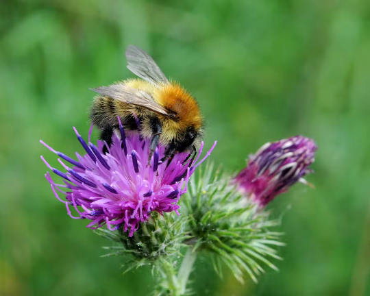 Mass Extinction Underway: 5 Ways You Can Help Stop Biodiversity Loss help combat mass extention 12 25