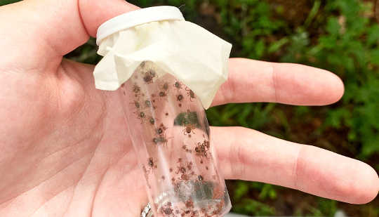 Ticks Are Spreading The Heartland Virus In Georgia ticks spreading heartland virus 3 25