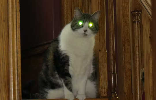 Why Do Animals’ Eyes Glow In The Dark? why eyes glow in dark 3 12