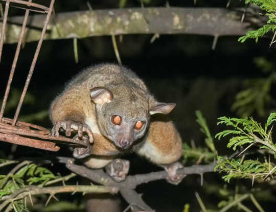 Why Do Animals’ Eyes Glow In The Dark? why eyes glow in dark4 3 12