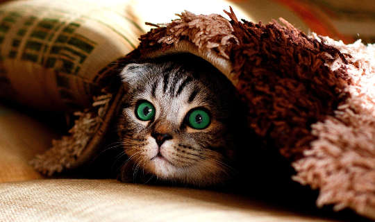 a wide-eyed cat hiding under a rug