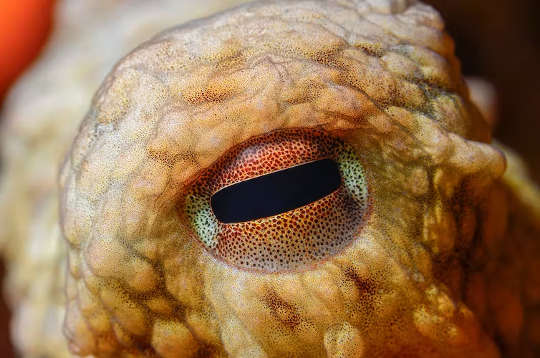 Why the Ethics of Octopus Farming Is So Troubling an octopus eye