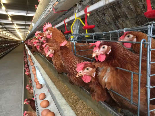Hens raised in battery cages Hens raised in battery cages