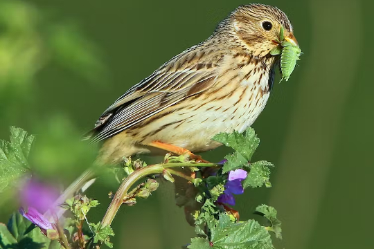 Silent Skies: The Alarming Decline of Europe's Bird Populations corn bunting, a farmland bird
