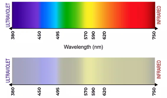 Can Dogs Really See Colors can dogs see colors2 1 10
