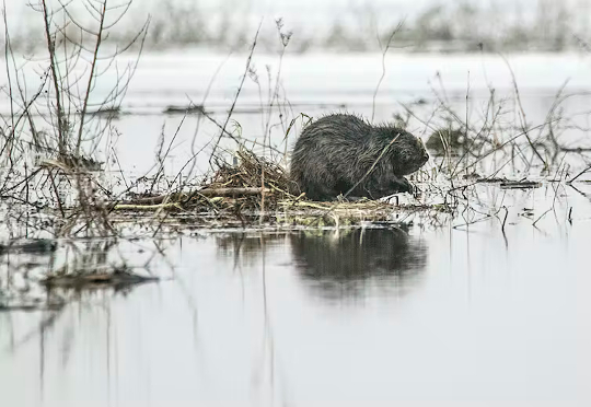 How Beavers And Oysters Are Helping Restore Lost Ecosystems how beavers improve ecosystems 1 28