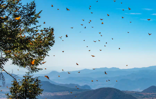 The Consequences That Insects Are Vanishing Worldwide insects are vanashing 2 15