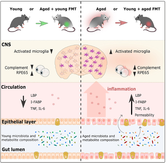 How the Gut Microbiome Can Turn Back the Clock key to healthy aging2 1 7
