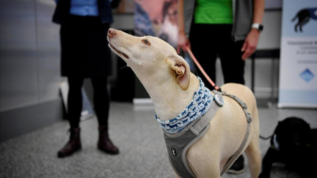 Why Dogs Are More Than Just Pets covid dogs 8 26