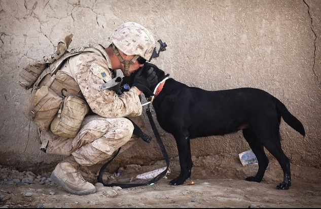 Why Dogs Are More Than Just Pets ptsd dogs 8 26