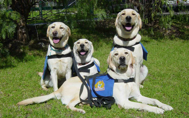 Why Dogs Are More Than Just Pets service dogs1 8 26