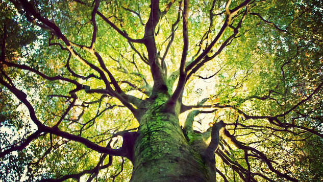 The Symbolic Journey of the Tree of Life in Jewish Tradition tree of life 8 4