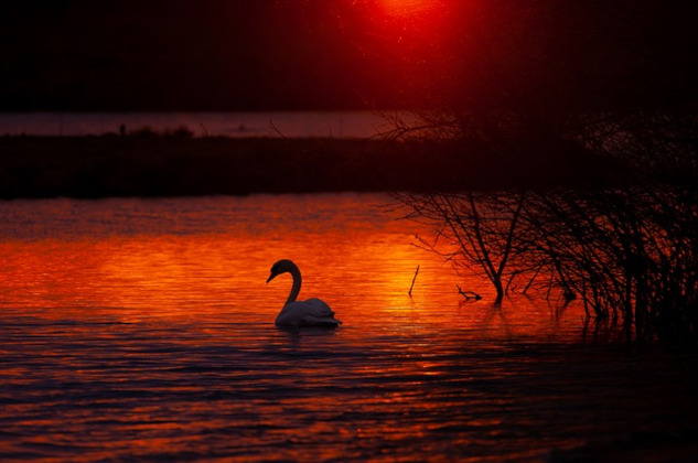 So, You or Someone You Love Has Cancer? a swan in the waters at sunrise with red sky, red waters, and one white swan