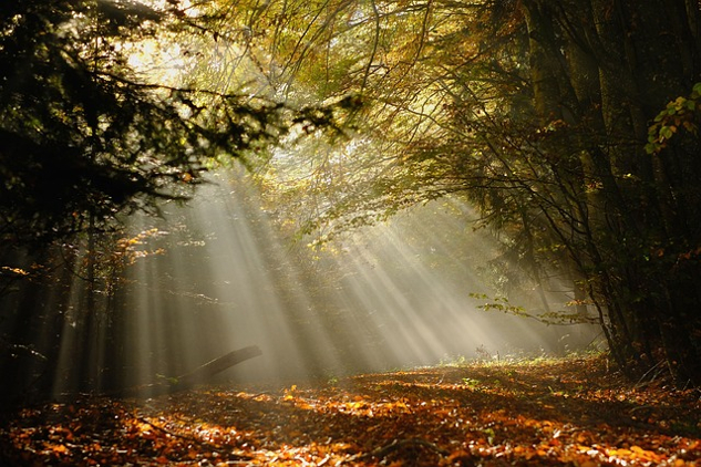 Natural Secrets for Sweet Dreams: Tips for Remembering Dreams foggy, dreamy-looking forest glen