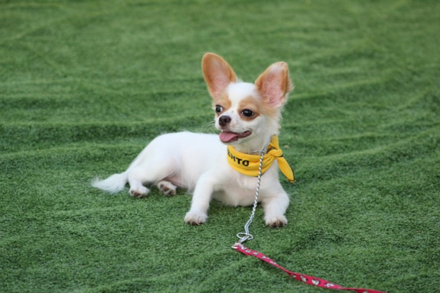 Tips to Manage your Dog's Unwanted Behavior dog laying calmly on the grass off leash