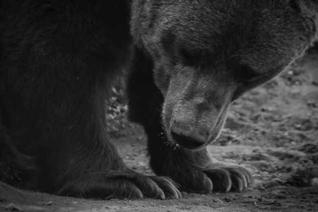 How to Walk as if Your Feet Are Kissing the Earth a bear looking at his front paws