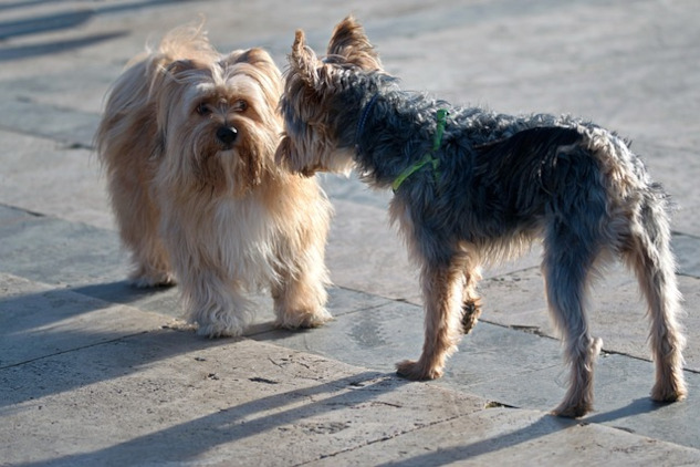 How to Honor Differences and Strengthen Relationship Bonds two dogs of different breeds or races looking at each other in the street