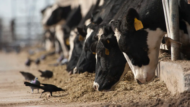 Bird Flu: Could It Trigger the Next Pandemic?