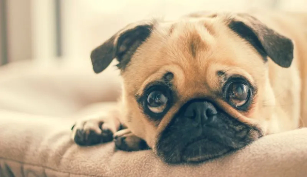 Practical steps to calm stressed dogs and improve their well-being How does your stress affect your dog’s mood and health?