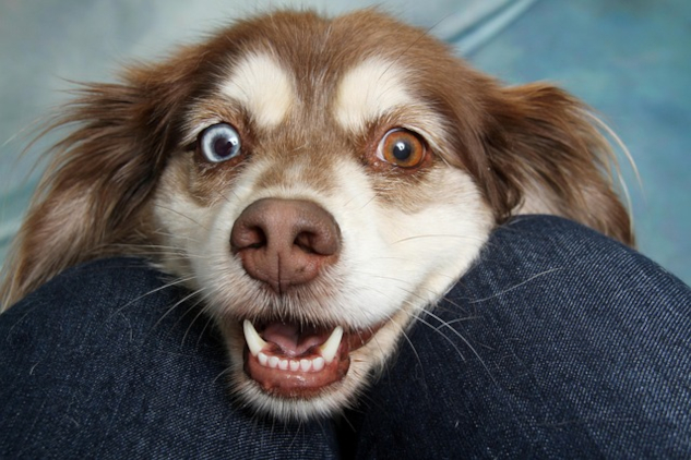 Understanding Your Dog’s Personality Through the Five Element Theory picture of a dog with striking eyes