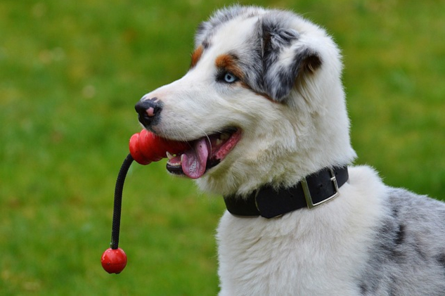 What Dogs Can Teach Us About Love, Loyalty, and Joy Young dog wanting to play Image by Alexa from Pixabay.