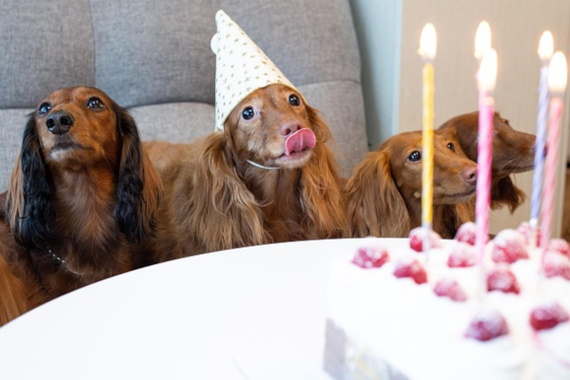 Raw, Cooked, or Kibble? A Truthful Look at Healthy Dog Diets Three dogs sitting at a table, wearing party hats. Image by glenn.jk han from Pixabay.