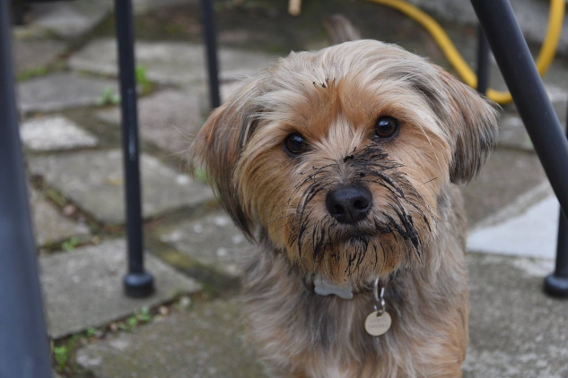 The Dog as an Ecosystem: A New Path to Canine Wellness Photo of a muddy dog. Image by Simon Elliott from Pixabay.
