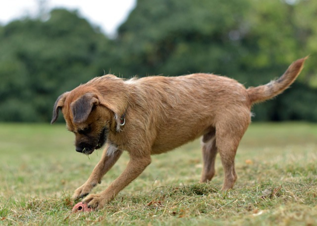 Dog focused on a ball. Image by Adrienn Molnar from Pixabay.&nbsp;