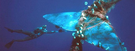 What Is The Real Price of Seafood? What Is The Real Price of Seafood?