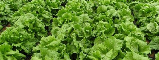 The Whole Country Goes Organic! Fact or Fiction? The Whole Country Goes Organic! Fact or Fiction?