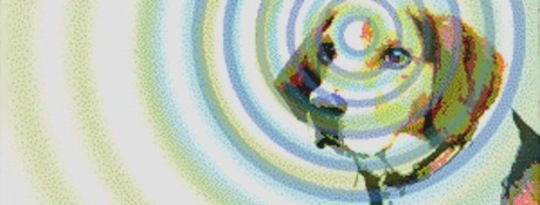 Dog Skills: Is Man's Best Friend Psychic? Dog Skills: Is Man's Best Friend Psychic?