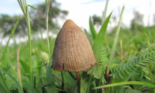 Psilocybin Therapy Can Significantly Ease Depression With Immediate Effects magic mushrooms 2 17