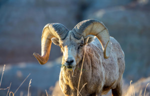 Astrological Overview and Horoscope: April 6 - 12, 2026